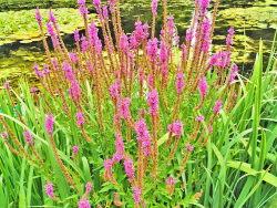 Lythrum salicaria Blutweiderich